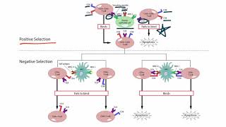 Positive and Negative Selection for the USMLE Step 1 [upl. by Erlina]