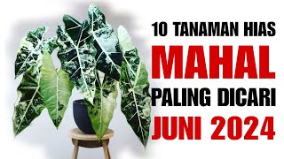 10 Tanaman Hias MAHAL Paling Dicari di Bulan Juni 2024 [upl. by Francis432]