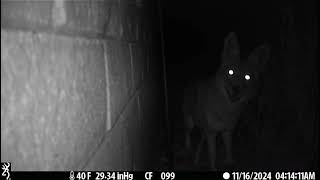 Bel Air Trail Cam COYOTE HOPS FENCE 11162024 414am [upl. by Atinna]