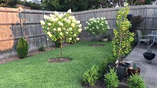 Basic care of Hydrangea paniculata Limelight from Proven Winners [upl. by Conrad]