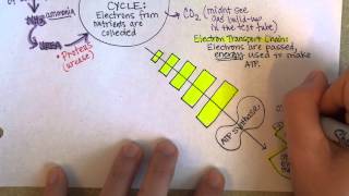 Bacterial Metabolism Part 2 Cellular Respiration of Bacteria [upl. by Rovit]