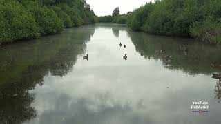 Viel Leben am Dümmer See am Schilfsteg zwischen Hüde und Lembruch Natur Erlebnissteg am Dümmer See [upl. by Ailices]