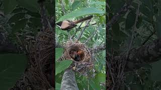 The cuckoo bird cannot get food and wants to push the little shrike out of nest杜鹃鸟得不到食物，想把窝里的小伯劳鸟推出去 [upl. by Primrosa]