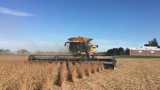 Geringhoff Truflex Razor 40’ in Soybeans on Lexion 740TT [upl. by Lrat]