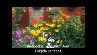 Rudbeckia Goldsturm and Fulgida In bloom Division Help and care [upl. by Ihsar]