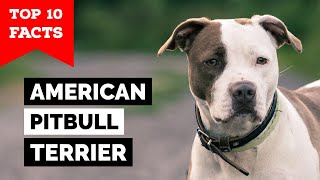 American Pitbull Terrier  Top 10 Facts [upl. by Zilber435]