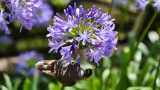 Noisy Miner Manorina melanocephala on Agapanthus praecox [upl. by Ellenod]