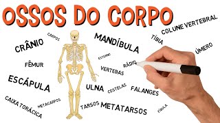 As Divisões do Corpo Humano Planos e Eixos Anatômicos  Anatomia para Você [upl. by Ecirb]