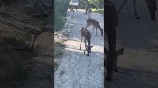 New Braunfels San Antonio Texas US deer deer newbraunfels texas [upl. by Elliven]