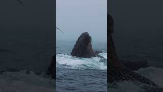 MY TOP 3 Humpback Whale Encounters of 2022 [upl. by Ahsenrac]