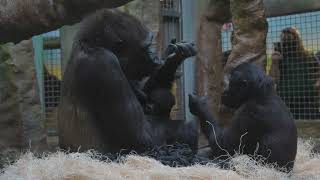 Baby Gorilla Jameela Introduction at Cleveland Metroparks Zoo [upl. by Corbett]