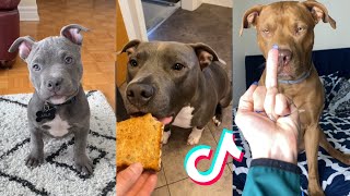 Pitbulls are Badass and Cute Compilation [upl. by Notnelc968]