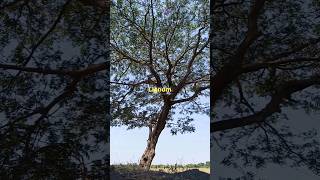 The origin and benefits of the lignum vitae tree shorts subscribe [upl. by Ellga817]