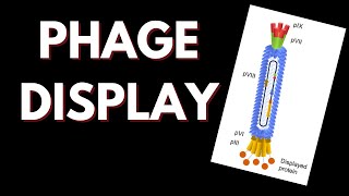 Phage Display  How does it work [upl. by Adok]