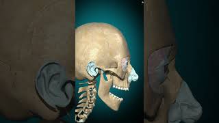 Temporomandibular joint movements science humanbody joint learnbiology [upl. by Eimmot400]