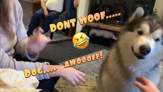 ARTICULATE DOG ACTUALLY SAYS WOOF IN ENGLISH  TALKING MALAMUTE [upl. by Antonin]