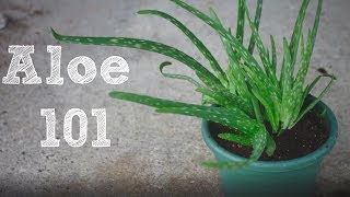 How to repot an Aloe Vera plant  Aloe 101 [upl. by Massimiliano402]