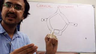 Cervical Vertebrae  Anatomy  Urdu Part 12 [upl. by Ojoj601]