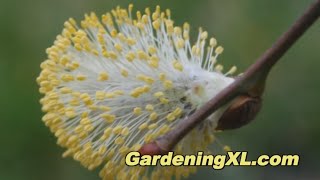 Salix Caprea in the Garden [upl. by Hitchcock]