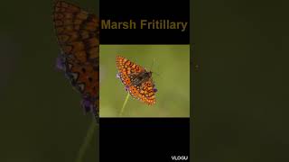 Marsh Fritillary [upl. by Sampson]