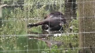 Parc de lEmprunt à SouppessurLoing  05062016 [upl. by Gnuj]