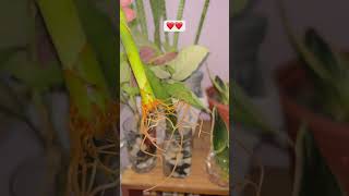 Propagate Lucky Bamboo Plant in WaterPropagation🌱🌱bambooplantpropagationshortsyoutubeshorts [upl. by Jump]