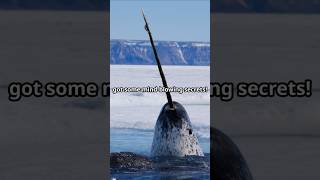 Narwhal Facts 🌊 animalfacts narwhal shorts [upl. by Terrijo607]