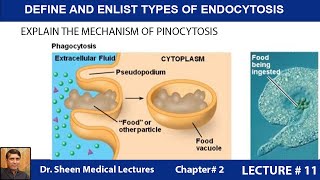 DEFINE AND ENLIST TYPES OF ENDOCYTOSISCH 2 LEC11 [upl. by Eahsel]