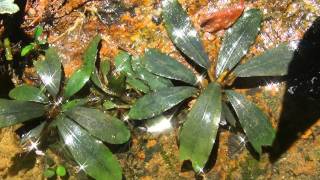 Bucephalandra sp quotSilver powderquot from Sg Berauh Kota Baru【AZ03119】 [upl. by Heigl]