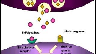 Tumor necrosis factor in cancer [upl. by Aala53]