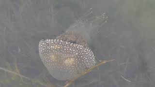 Whitespotted Jellyfish The Entrance Australia Jan 7 2019 [upl. by Flory]