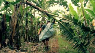 Australian Banana Grower Shannon Paton from Palmerstone Queensland [upl. by Harbed]