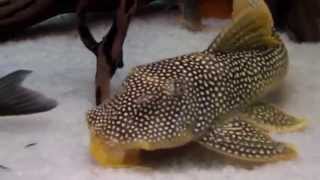 L014 Sunshine Pleco [upl. by Gagnon]