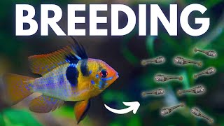 How to Breed Ram Cichlids German Blue Black Gold [upl. by Konstantin]