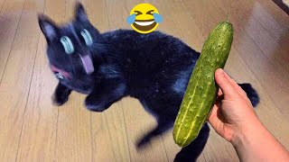 Funny cats scared of cucumbers 😂 cat vs cucumber compilation Gatos VS pepinos [upl. by Nodlehs]