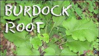 What Is Burdock Root  How to Pickle Burdock Root Recipe [upl. by Enylhsa]