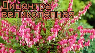 Дицентра великолепная dicentra spectabilis 🌿 дицентра обзор как сажать рассада саженцы дицентры [upl. by Adnalohs]