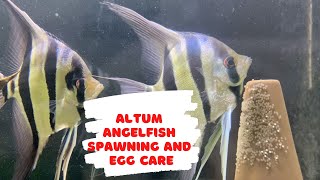 Altum Angelfish SpawningampEgg Care [upl. by Dugaid]