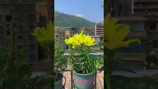 Lily Flower lily rurallife flowers gardening gardeningtips vegetables plantingtips [upl. by Brookhouse]