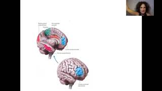 Neurociencia de la Meditación [upl. by Salita]