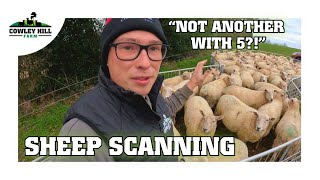 SHEEP FARMER PREGNANCY SCANS HIS SHEEP [upl. by Junie287]