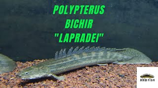 Polypterus Profile  Lapradei Bichir Ikan Palmas Lapradei [upl. by Youngran]