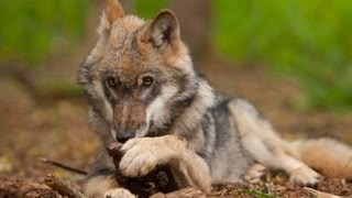 Wölfe für Hunde gefährlich Attacke Wolf Hund Gefahr Wolfcenter by schuhplus  Schuhe in Übergrößen [upl. by Ydolem]