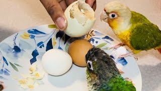 LET’S EAT BALUT and EGG [upl. by Anelim]