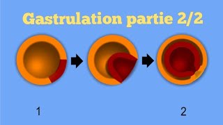 Biologie animale  Gastrulation partie 22 cas des amphibiens [upl. by Yrian]