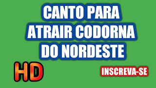 Canto para atrair codorna do nordeste em HD [upl. by Ajssatsan]