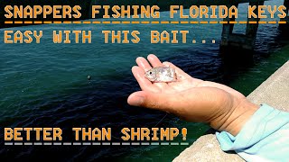 Snappers Fishing Florida Keys  South Florida Saltwater Bridge Fishing [upl. by Arrotal]