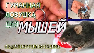 ГУМАННАЯ МЫШЕЛОВКА🐹 всего за 5 минутСделай Сам [upl. by Justinian442]