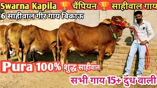 Swarna Kapila 🏆 चैंपियन 🏆 साहीवाल गाय 👌 हजारों लाखों में 1 🎉 Top Class 6 Sahiwal Gir Cow For Sale [upl. by Ful149]