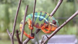 Real Chameleon Color change [upl. by Rourke81]